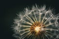 Closeup of dandelion seeds Royalty Free Stock Photo