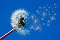 Dandelion seeds flying in the wind Royalty Free Stock Photo