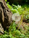 Closeup dandelion in Spring Nature scene. Park with dandelions, Green Grass, Trees and flowers. Tranquil Background, sunlight.