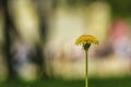 Closeup dandelion, yellow flower, spring grass. Blurred background