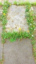 Concrete slabs surrounded by dandelions. Royalty Free Stock Photo