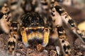 Portrait of dangerous creepy wolf spider tarantula species Lycosa singoriensis