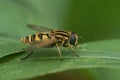 Closeup on the dangling marsh-lover hoverfly,Helophilus pendulus sitting on a leaf Royalty Free Stock Photo