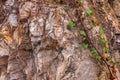 Closeup of dark aged shabby cliff cracks with plant roots and leaves. Gray stone rock texture of mountains. Concept of Royalty Free Stock Photo