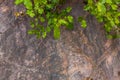 Closeup of dark aged shabby cliff cracks with plant roots and leaves. Gray stone rock texture of mountains. Concept of Royalty Free Stock Photo