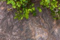 Closeup of dark aged shabby cliff cracks with plant roots and leaves. Gray stone rock texture of mountains. Concept of Royalty Free Stock Photo