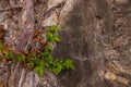 Closeup of dark aged shabby cliff cracks with plant roots and leaves. Gray stone rock texture of mountains. Concept of Royalty Free Stock Photo