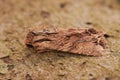 Closeup of the dark arches moth in the shades of brown lying on the ground