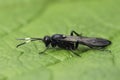 Closeup on a dark black overwintering Ichneumonid wasp, Ichneumon lugens sitting on a green leaf