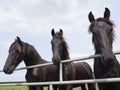 Closeup of dark brown horse heads in dutch meadow in holland Royalty Free Stock Photo