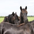 Closeup of dark brown horse heads in dutch meadow in holland Royalty Free Stock Photo