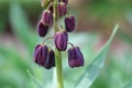 Closeup of dark burgundy flowers of a Persian Lily blooming in a spring garden on a sunny day Royalty Free Stock Photo