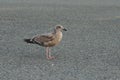 A closeup on a dark colored juvenile Western gull, Larus occidentalis, on a road in North California Royalty Free Stock Photo