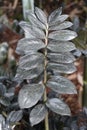 Closeup of he dark colored leaves of Zamioculcas Zamiifolia Aroid \'Dowon\', also known as ZZ plant Royalty Free Stock Photo