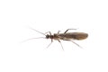 Plecoptera stonefly small dark fish bait insect on white background