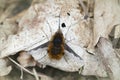 Closeup of a dark-edged bee-fly Bombylius major