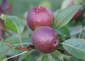 Closeup of the dark fruit of Pear Seckel with scientific name Pyrus communis Royalty Free Stock Photo
