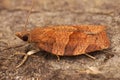 Closeup on the dark fruit-tree tortrix or apple brown tortrix micro moth , Pandemis heparana Royalty Free Stock Photo