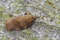 Closeup on the dark fruit-tree tortrix or apple brown tortrix micro moth , Pandemis heparana