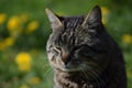 Closeup of a dark-furred cat against the vibrant blooms.