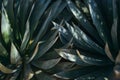 Closeup of dark green aloe plants in the Desert Botanical Garden in Phoenix, Arizona. Royalty Free Stock Photo