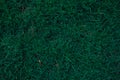 Closeup dark green grass texture Royalty Free Stock Photo