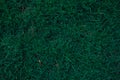 Closeup dark green grass texture