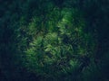 Closeup dark green pine tree texture. Evergreen needles natural background