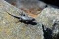 Closeup of a dark grey camouflaged lizard on a boulder Royalty Free Stock Photo