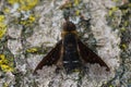 Closeup on a dark parasitic black-cloaked bee fly, Hemipenthes velutina with spread wings on wood Royalty Free Stock Photo