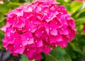 Closeup of a dark pink blooming Hydrangea shrub Royalty Free Stock Photo