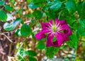 Closeup of a dark pink clematis flower, climbing plant, popular cultivated flowering garden plant, nature background Royalty Free Stock Photo