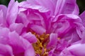 Closeup of Dark Pink Petals of a Peony Flower Create an Abstract Pattern Of Complexity and Beauty