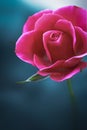Closeup of a dark pink rose in a garden Royalty Free Stock Photo