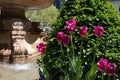 Dark Pink Tulips next to the Fountain at Bryant Park during Spring in New York City Royalty Free Stock Photo