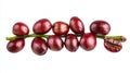 Closeup Of Dark Red Coffee Beans On Green Stem Royalty Free Stock Photo