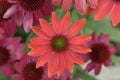 Closeup on a dark red Echinacea blossom. Royalty Free Stock Photo