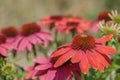 Closeup on a dark red Echinacea blossom (Echinacea purpurea). Royalty Free Stock Photo