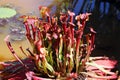 Closeup of dark red pitcherplants Royalty Free Stock Photo