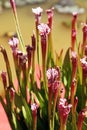 Closeup of dark red pitcherplants Royalty Free Stock Photo