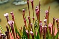 Closeup of dark red pitcherplants Royalty Free Stock Photo