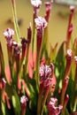 Closeup of dark red pitcherplants Royalty Free Stock Photo