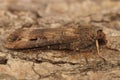 Closeup of the Dark sword-grass , Agrotis ipsilon, on wood Royalty Free Stock Photo