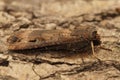 Closeup of the dark sword-grass moth,Agrotis ipsilon Royalty Free Stock Photo