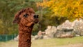 Closeup of darkbrown alpaca head. Royalty Free Stock Photo