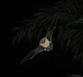 Closeup of Daubenton's Bat in flight at night with outstretched wings Royalty Free Stock Photo