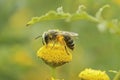 Closeup on a Davies' Cellophan bee, Colletes daviesanus , sitting on a yellow Tansy, Tanacetum vulgare, flower Royalty Free Stock Photo