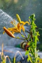 A closeup Daylily flower with water drops on background Royalty Free Stock Photo