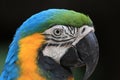 Closeup de un Guacamayo - Foz do Iguazu - Brasil