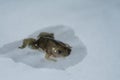 Closeup of dead african clawed frog Royalty Free Stock Photo